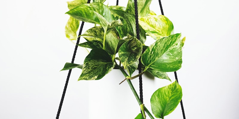 2026世界杯概念图 - 绿茵场与璀璨灯光